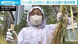 都心の公園で“稲刈り体験”子どもたちが元気に収穫(2021年10月17日)