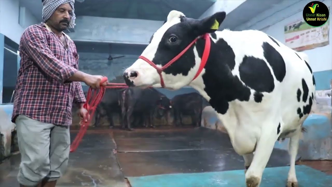 उड़ीसा के पशुपालक ने वाहेगुरु डेयरी जो 40-40 लीटर वाली फुल ब्रीड एच एफ ली हैं, देखने लायक हैं 