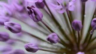 Macro-bugs 2013