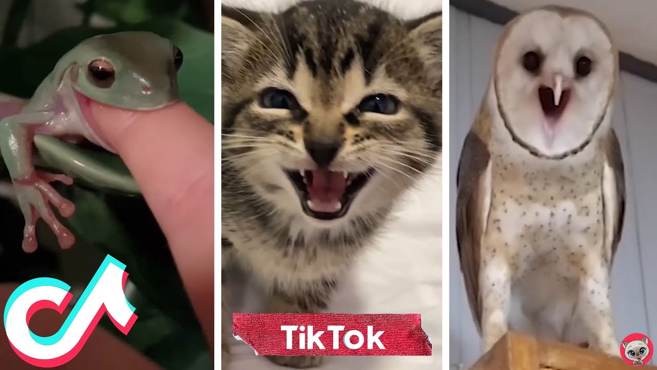 TikTok Pets Compilation 🐸🐶🦉 Funny Animals Life 🤣 Animal Funday - YouTube