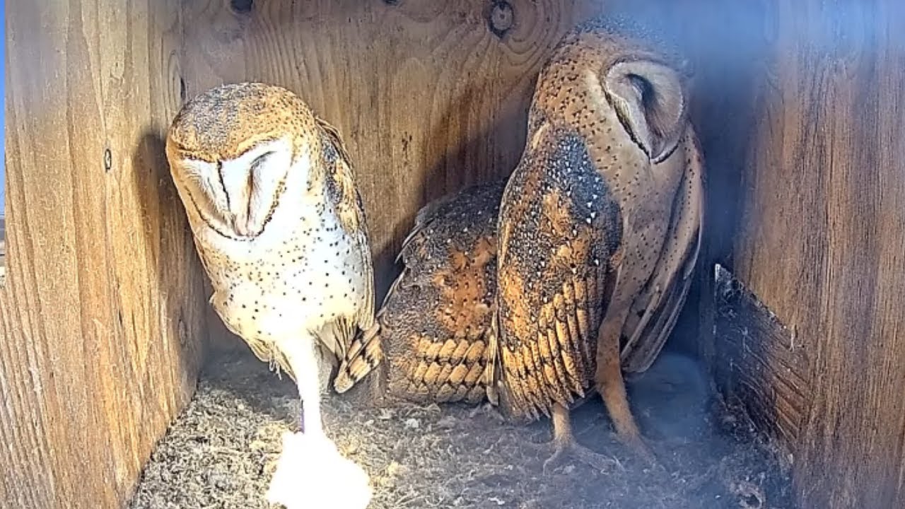 🦉 All 3 Barn Owl Fledglings Roost Together in Nest Box