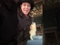 The Good Shepherd Natalie behind barnway Cash rams Starla the Chihuahua I told her twice lol