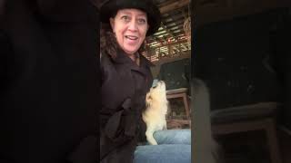 The Good Shepherd Natalie behind barnway Cash rams Starla the Chihuahua I told her twice lol