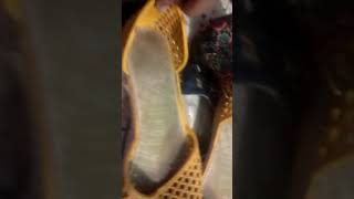 Mostrando Um Pouco Minha Sandálias