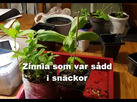 Video: Glöm-mig-inte-blomma (65 Foton): Hur Ser Det Ut? Kryp Och åker, Skog Och Kärr, Trädgård Och Andra Arter. Var Växer Den? När Ska Man Plantera Frön?