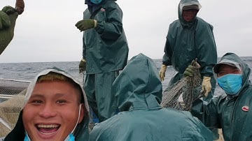 Lưới quét Nghệ An. Anh em vui mừng khi kéo lưới có cá ngựa đóng