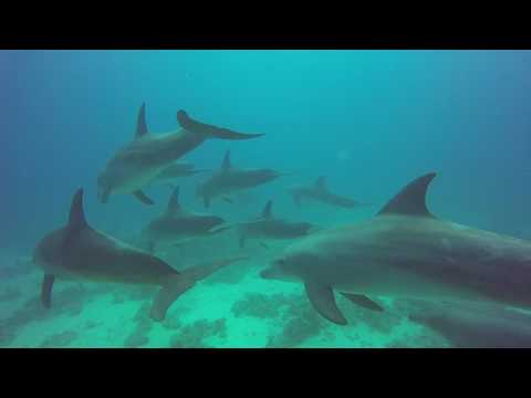 Video: Ein Faszinierender Anblick Aus Der Natur - Delfinspiele