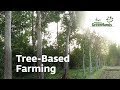 Agro Forestry | Tree-Based Farming | Trees for Life | Project GreenHands