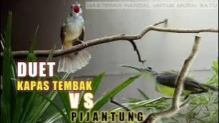 KAPAS TEMBAK VS PIJANTUNG || Cocok buat masteran murai batu
