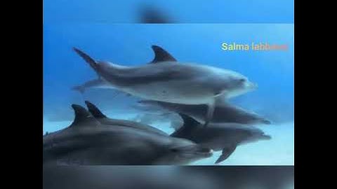 (وجاءت سكرة الموت بالحق) سورة ق كاملة  للقارئ بيشه قادر الكردى مع الطبيعة #القران الكريم