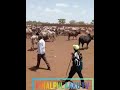 Pullo Fulani Pullo Fulani