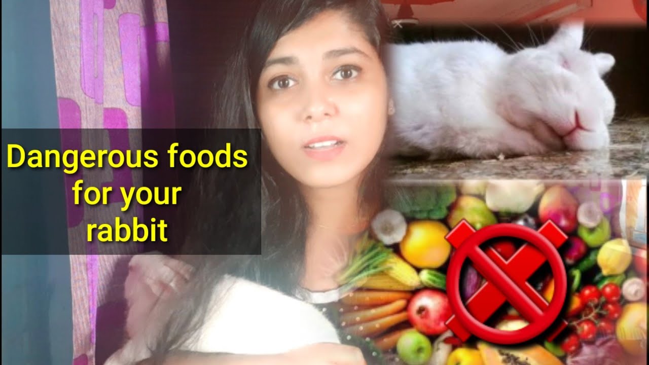 Dangerous foods for rabbits 5 foods cause of rabbits death unsafe