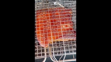 Heo rừng nướng da không giòn đâu #shorts