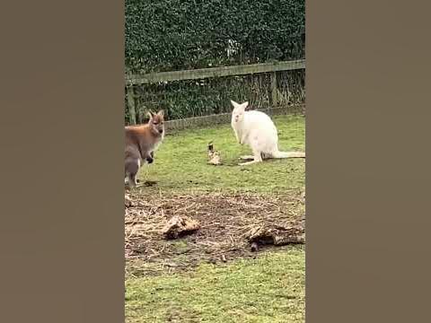Кингуру 🦘 - YouTube