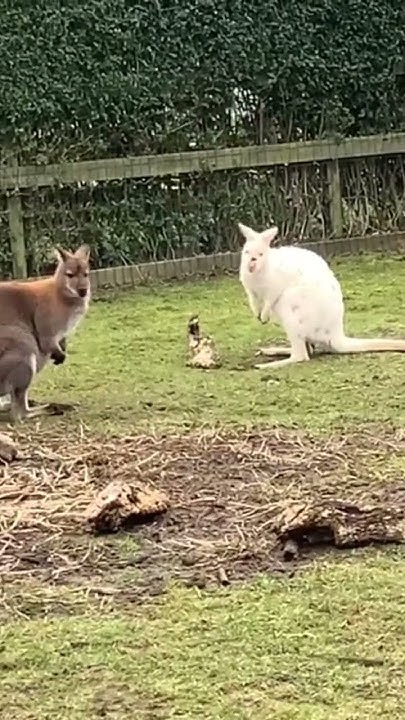 Кингуру 🦘 - YouTube