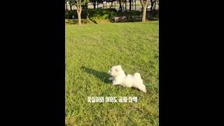 꽃실이와 여의도 공원 산책