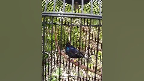 Kolibri Black sunbird papua,,,gacor full tembakan🔫