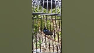 Kolibri Black sunbird papua,,,gacor full tembakan🔫