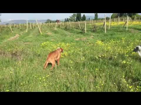 14.05.20წ. ბობო სეზონის დაწყების წინ