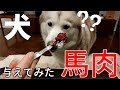 ハスキー犬に馬肉を与えてみた！犬にも大丈夫な生肉は馬刺しです｜Horse meat sashimi