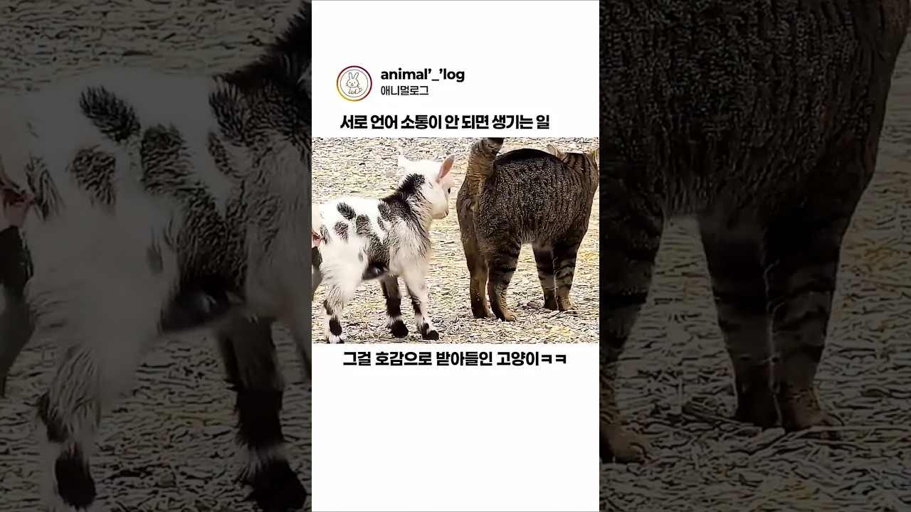 언어가 중요한 이유 #동물  #고양이 #염소
