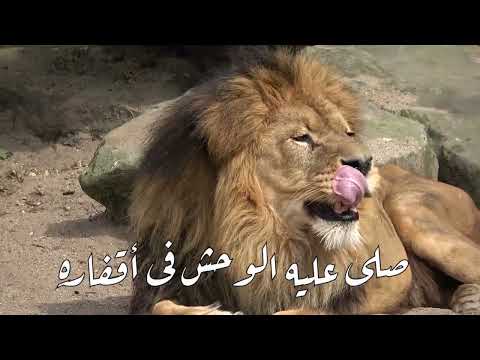 قصيدة يا م ن ل ه س ج د الب ع ير ت و د د ا أداء بلال رأفت وفرقة الحضرة للإنشاد الصوفي