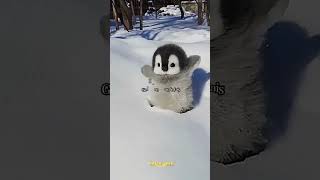 #penguin #animals #funny #biolo #art #biology #chemistry