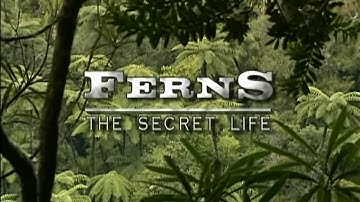 The secret life: Ferns Pteridophyte life cycle (HD)