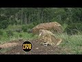 safariLIVE - Sunset Safari - April 08, 2019