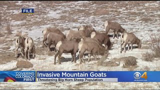 Mountain Goats Become A Problem In Wyoming s Grand Teton National Park Culling To Begin