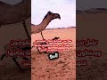 صوت حنين الناقة ومتى تحن وكيف تتوقف عن الحنين