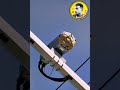 قررت مجموعه من الدبابير ان تصنع عشها على هذه الكاميرا