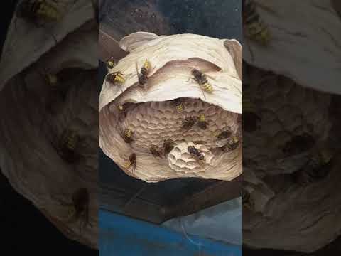 Гнездо шершней. Съемка с логичной концовкой😄