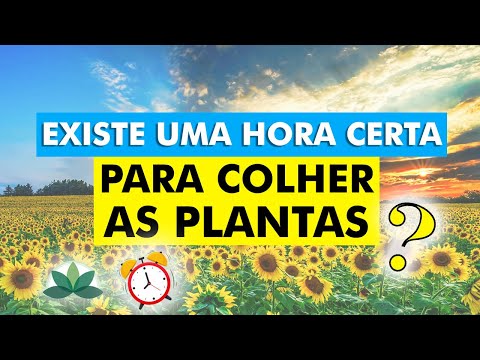 Vídeo: Quando colher plantas índigo: aprenda sobre a colheita de plantas índigo