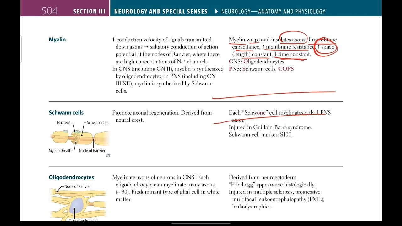 Cells Neurology 4 First Aid In Urdu Hindi YouTube cells-neurology-4-first-aid-in-urdu-hindi-youtube