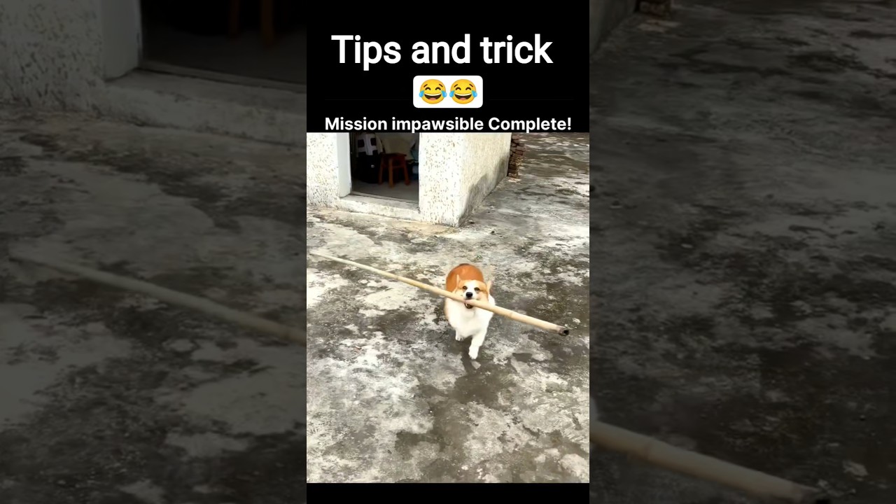 Забавная собака 😂 