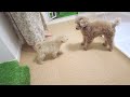 【どうなる？】トイプードルの先住犬と子犬が家の中で初対面しました！