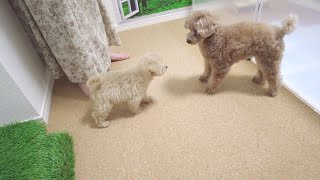 【どうなる？】トイプードルの先住犬と子犬が家の中で初対面しました！