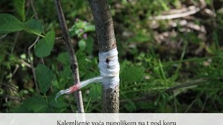 Grafting fruit trees (t budding)