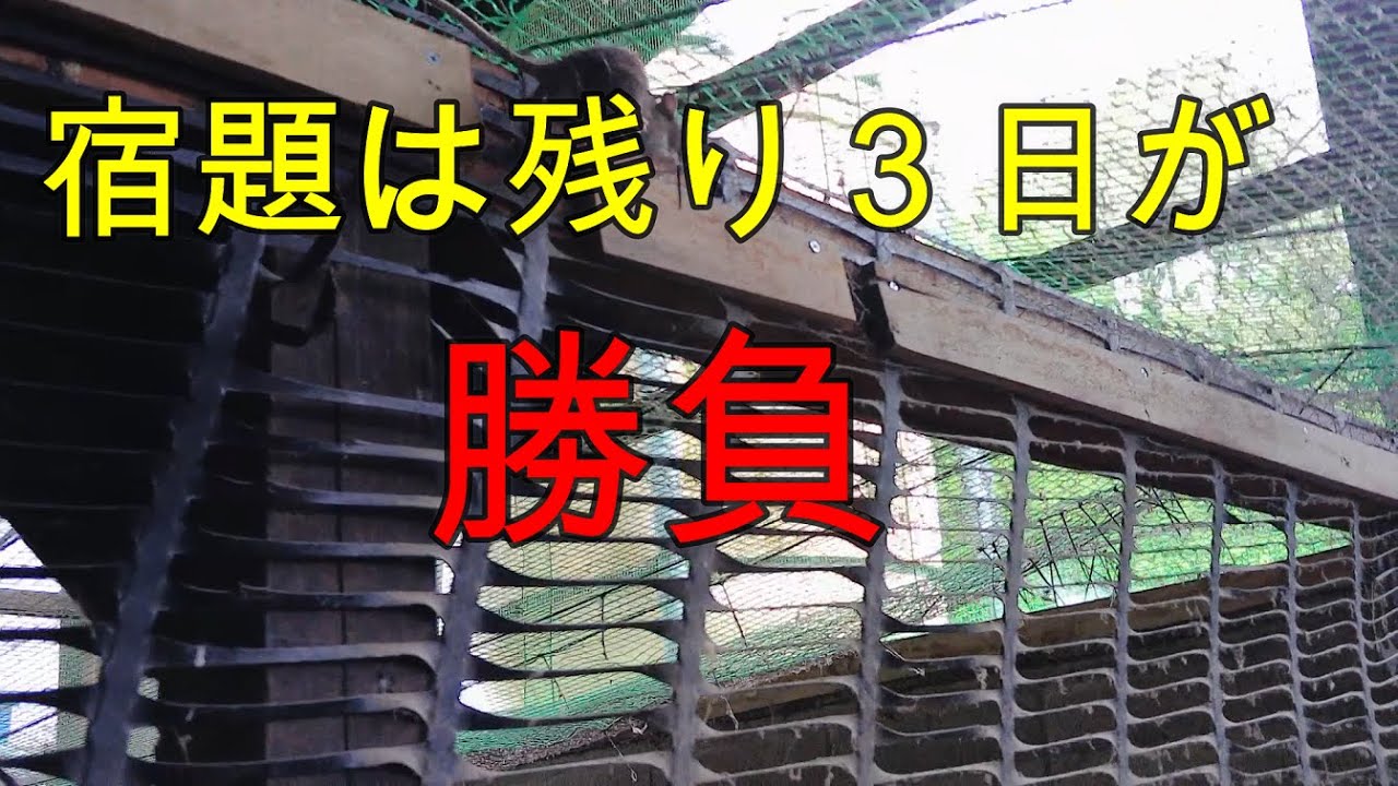 【ネズミ対策】縄文時代に学べ。ネズミ返しは現代でも有効か?あと3日でヒヨコが来る。 放し飼い養鶏場の戦い free range poultry ...