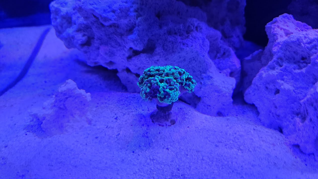 Fluval Flex Sea 32.5 Gallon Corals And Update