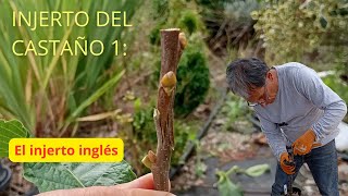 Injerto del castaño 1: El Injerto Inglés