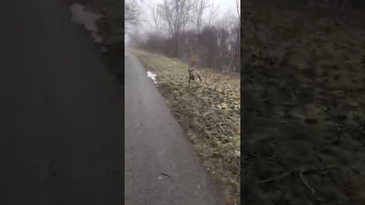 Weimaraner’s love to run!