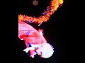 ZIGGY/CelebrationDay(LIVE)
