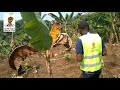 culture de la banane Plantain : 11 minutes de conseils pour garantir définitivement ton succès.