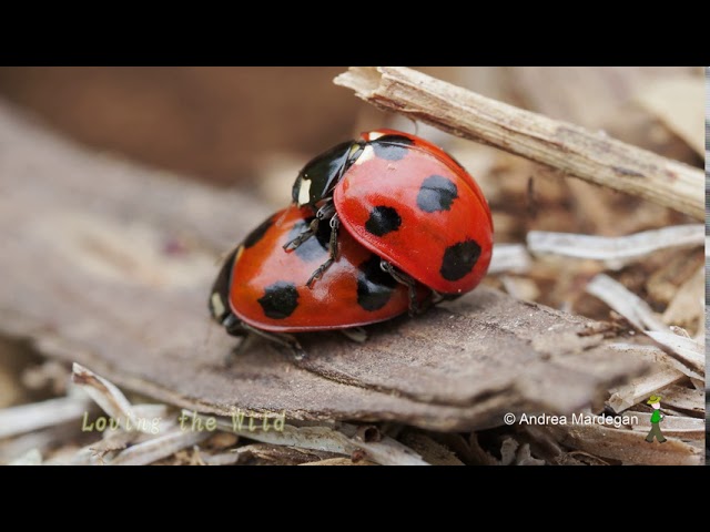 テントウムシの交尾（ナナホシテントウ ) Seven-spot ladybird