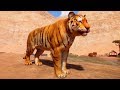 Planet Zoo - Bengal Tiger Gameplay (PC HD) [1080p60FPS]