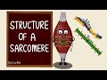 Muscle Contraction Mechanics And The Role Of Sarcomeres