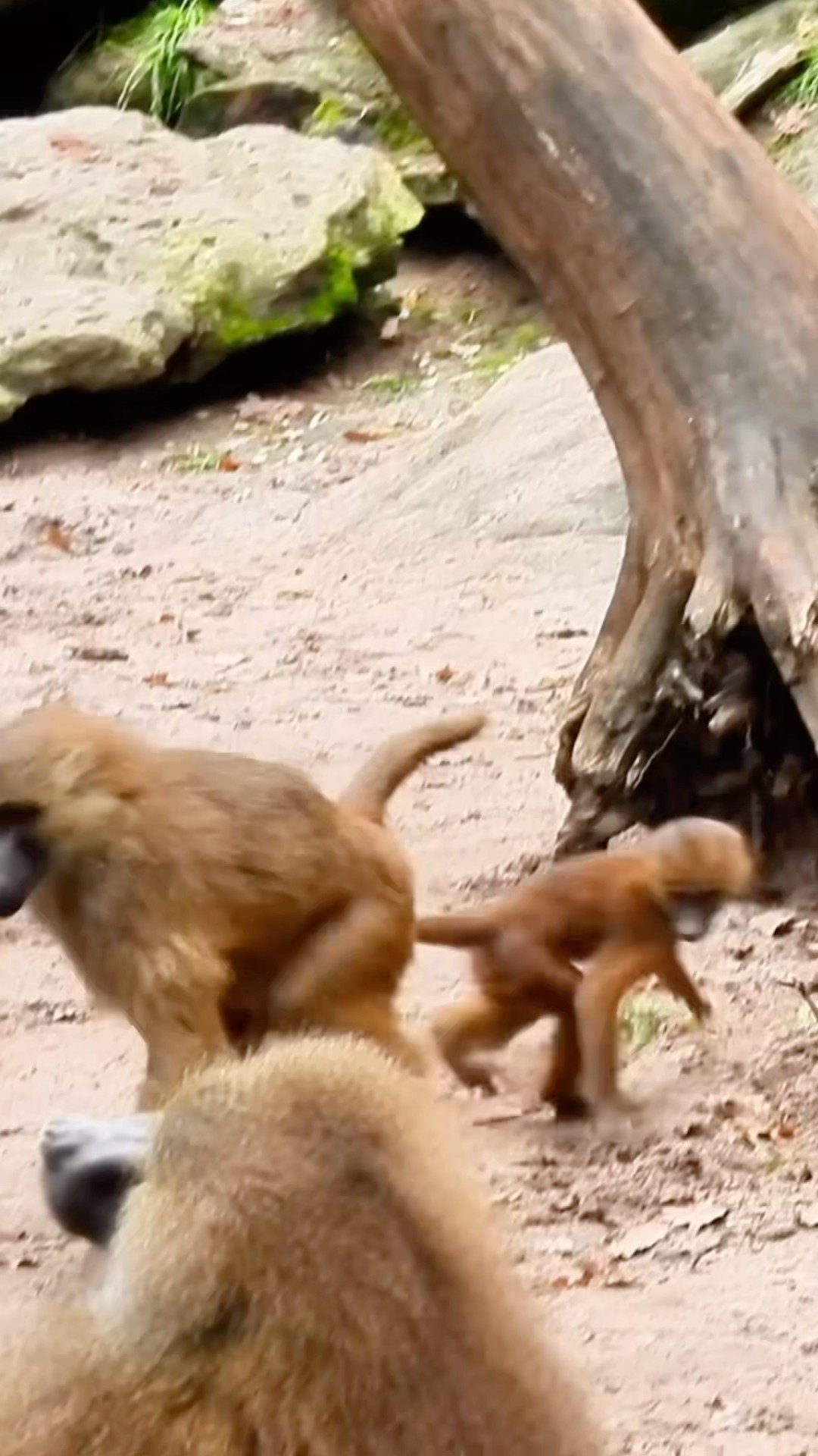 Playful Little Monkey