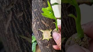 grafting technique #524 #plantpropagation #plantgrafting #gardening #apple #fruittree #mango #viral